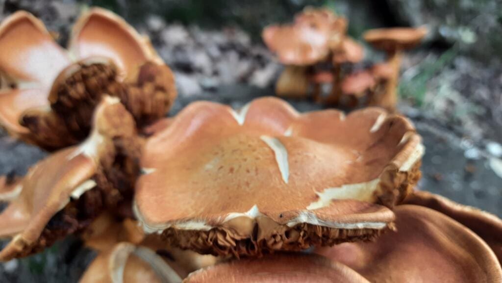 funghi